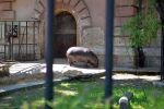 Nie żyje mały hipopotam z wrocławskiego zoo, Wojciech Bolesta