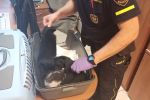 Strażnicy miejscy uratowali małe kotki i apelują: „zaadoptujcie je” [ZDJĘCIA], Straż Miejska Wrocław
