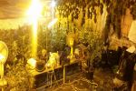 Wrocław: policjanci zlikwidowali nielegalną plantację marihuany, Dolnośląska Policja