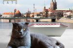Wrocławski przedsiębiorca podaruje kotu prezydenta specjalną kuwetę [ZDJĘCIA], 50 Cats
