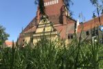 Aktywiści zbadali koszenie traw w aglomeracji wrocławskiej. Powstał 30-stronicowy raport, Młody Dolny Śląsk
