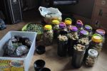 Wrocław: Plantacja marihuany w mieszkaniu. Wpadli, bo wietrzyli zapachy na korytarz, KMP we Wrocławiu