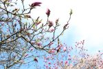 Wrocław: Kwitnące magnolie na festiwalu w Ogrodzie Botanicznym (ZDJĘCIA), Klaudia Kłodnicka