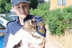 Wrocław: Straż miejska uratowała kotka. Porzuciła go właścicielka, Straż Miejska Wrocławia
