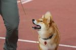 Ale piękne! Wystawa psów na Stadionie Olimpijskim trwa w najlepsze [ZDJĘCIA], Klaudia Kłodnicka