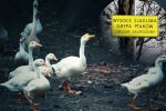 Groźny wirus pod Wrocławiem. Musieli zabić 39 tysięcy kaczek. W mieście 