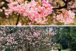 Piękna wiosna w największym wrocławskim parku. Czas wybrać się na spacer!, AP