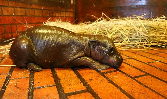 Hipopotam po urodzeniu waży zaledwie 5 kilo 