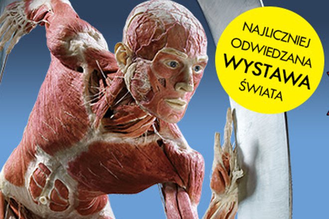 Niesamowita wystawa Body Worlds we Wrocławiu teraz zachęca dodatkowymi spotkaniami, mat. prasowe