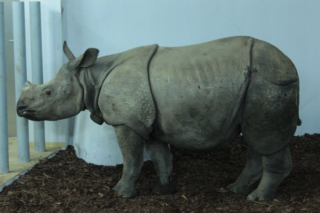 Nowy nosorożec przyjechał z Francji