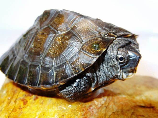 W naturze żółwi od dwóch dekad nikt nie widział