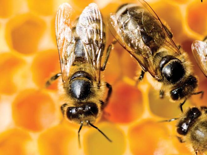 Pszczoły potrafią znakomicie zapylać