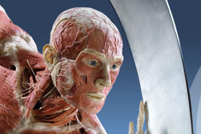 Wystawa  Body Worlds & The Cycle of Life