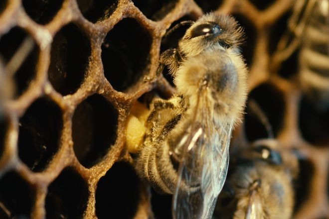 Pszczoły to niezwykle pożyteczne owady