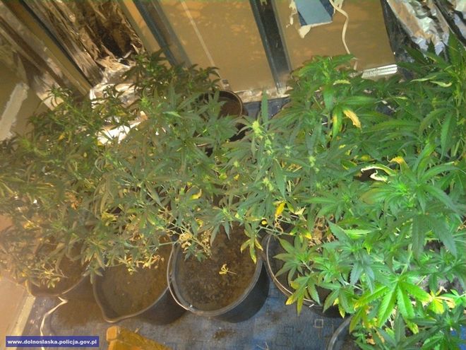 Domowa plantacja marihuany odkryta przez wrocławską policję w specjalnie wydzielonym pomieszczeniu, mat. dolnośląskiej policji