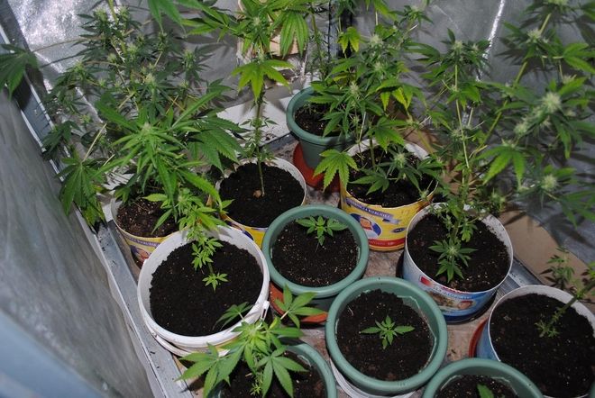 Policjanci zlikwidowali nielegalną uprawę konopi oraz przechwycili spore ilości marihuany