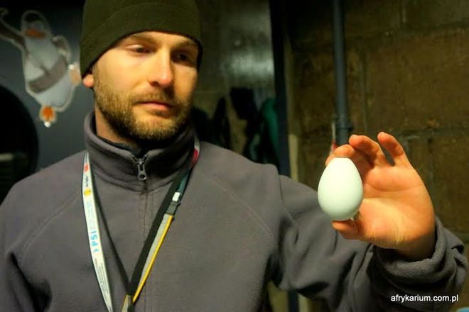 Jajko pingwina w rękach pracownika zoo