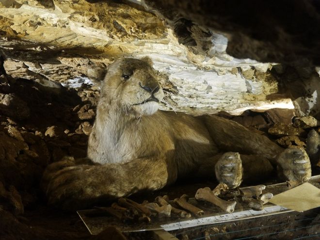 Lew w jaskini w Kletnie