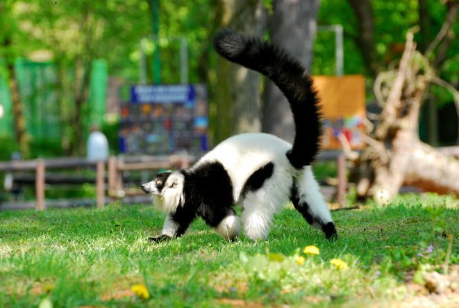 Lemury Wari znane są ze swoich „zdolności wokalnych” -  ich krzyki sygnalizujące położenie lub zagrożenie słychać na odległość dwóch kilometrów.
