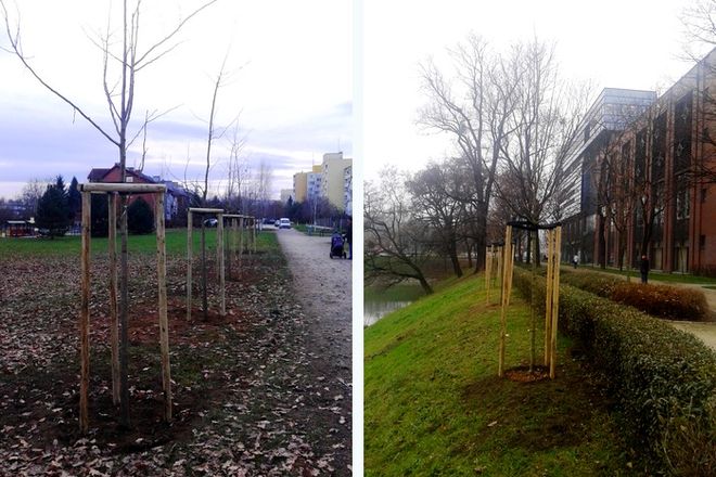 Rekompensują wycinkę starych drzew. Rozpoczęło się sadzenie 2 tysięcy nowych wzdłuż Odry [ZDJĘCIA], mat. prasowe