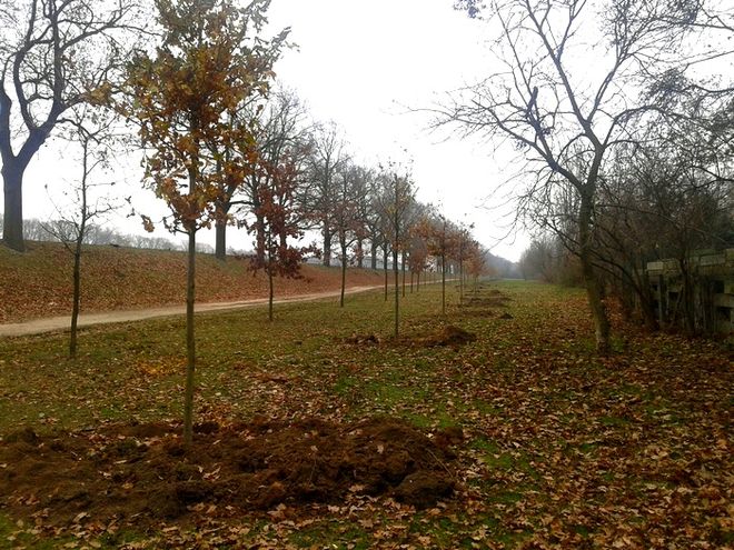 Rekompensują wycinkę starych drzew. Rozpoczęło się sadzenie 2 tysięcy nowych wzdłuż Odry [ZDJĘCIA], mat. prasowe