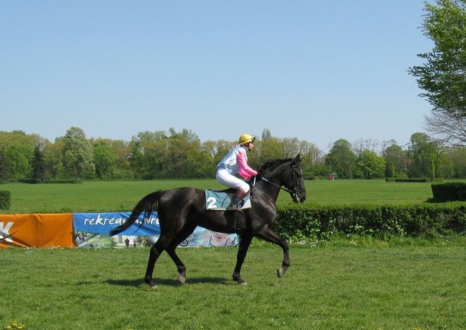 Wrocławscy sympatycy wyścigów konnych pojawiają sie licznie na torze Partynice przy okazji zawodów w ujeżdżeniu jak i wyścigów.