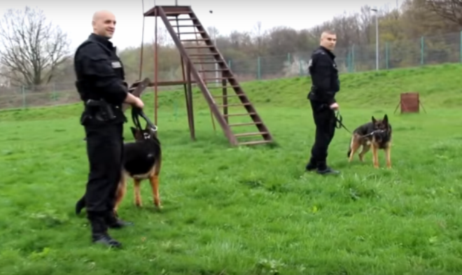Psy na służbie to nieoceniona pomoc dla wrocławskich policjantów, KWP Wrocław