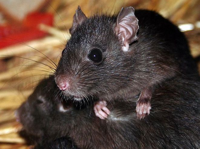 Miasto walczy ze szczurami, wikimedia commons