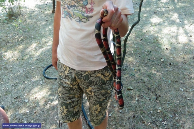 We Wrocławiu schwytano egzotycznego węża