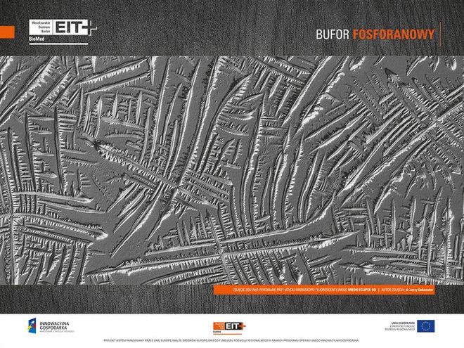 Niepowtarzalne zdjęcia spod mikroskopów – Galeria Fotografii Naukowej EIT+   , mat. prasowe