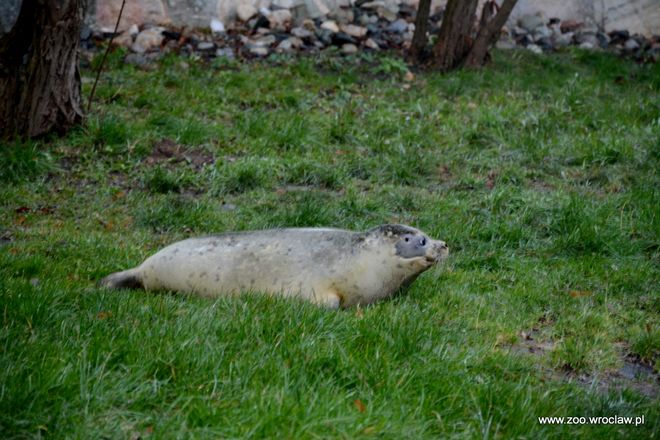Podglądnij przeurocze foki, które już harcują w basenie we wrocławskim zoo, mat. ZOO Wrocław