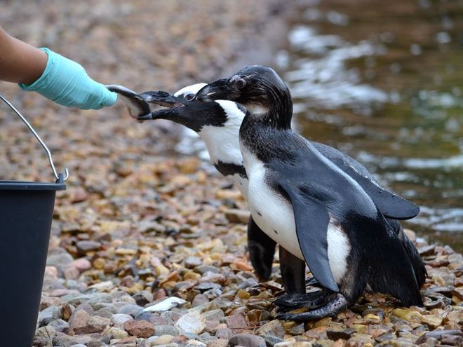 Obejrzyj na zdjęciach, jak urocze pingwiny szaleją już w Afrykarium naszego zoo, mat. ZOO Wrocław