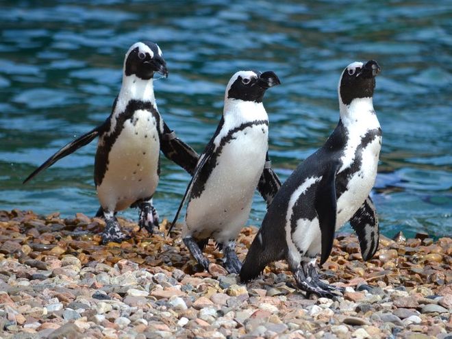Znani małym – wrocławskie zoo ratuje pingwiny, mat. prasowe