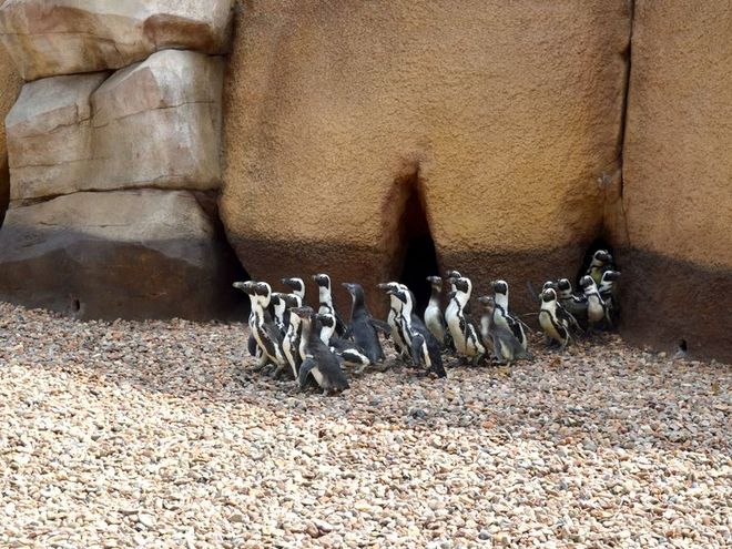Znani małym – wrocławskie zoo ratuje pingwiny, mat. prasowe