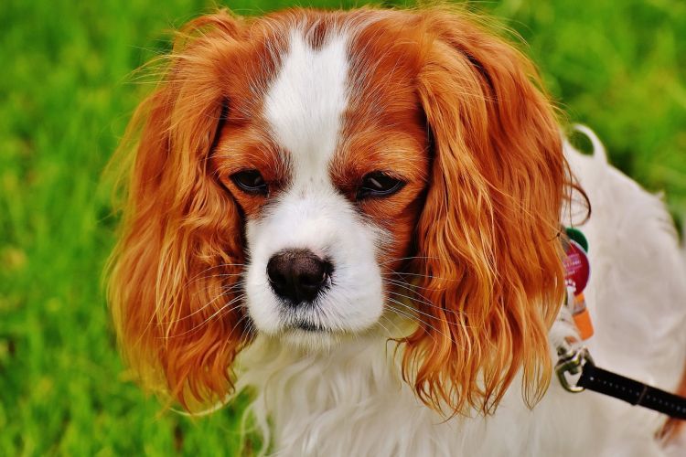 Uważaj na swojego pupila, ktoś znowu truje psy!, pixabay.com