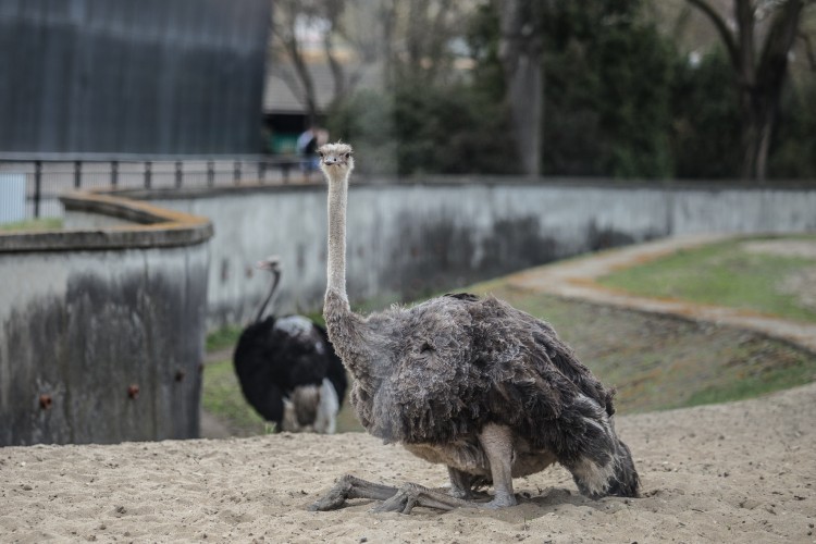 Tak zwierzaki z wrocławskiego zoo korzystają z wiosennych promieni słonecznych [ZDJĘCIA], Magda Pasiewicz