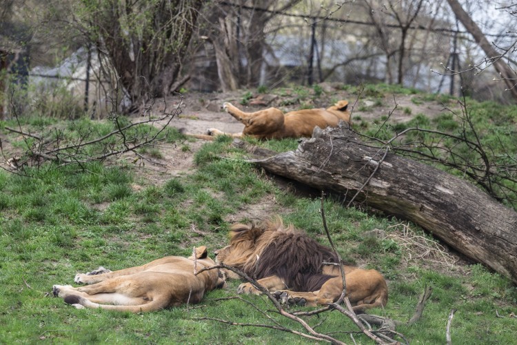 Tak zwierzaki z wrocławskiego zoo korzystają z wiosennych promieni słonecznych [ZDJĘCIA], Magda Pasiewicz