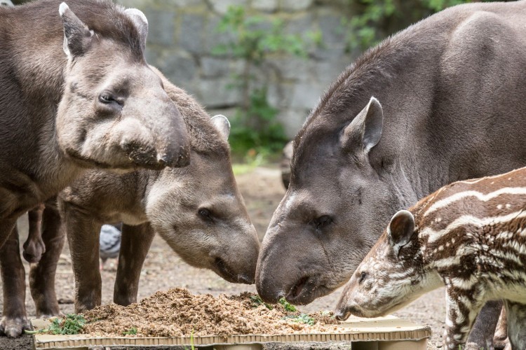 W zoo świętowano Światowy Dzień Tapira. Zwierzaki dostały „tort” [ZDJĘCIA], Magda Pasiewicz