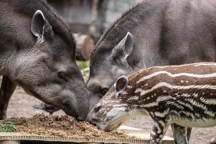 W zoo świętowano Światowy Dzień Tapira. Zwierzaki dostały „tort” [ZDJĘCIA], Magda Pasiewicz