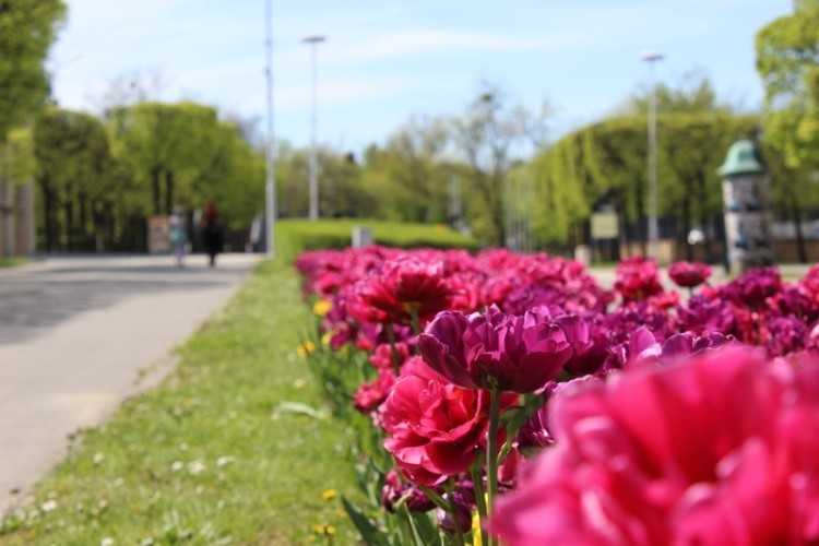 We Wrocławiu wiosna na całego! Kwiaty kwitną, mieszkańcy spacerują [ZDJĘCIA], Jakub Jurek