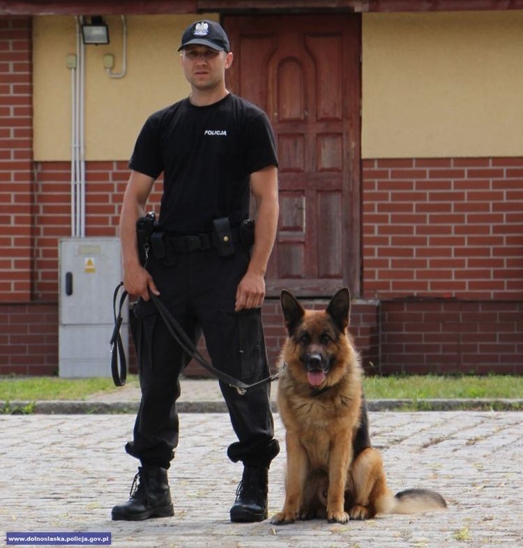 Najlepsze psy dolnośląskiej policji spotkały się we Wrocławiu, Dolnośląska Policja