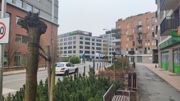 Wrocław: Szkodniki atakują drzewa. 