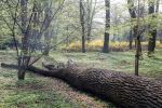 Wycinka drzew w Parku Szczytnickim. Będzie afera jak na Grabiszynku?, Magda Pasiewicz