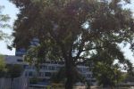 Wycinka drzew przy ul. Powstańców Śląskich. Nie ma już przedwojennej, dorodnej sofory, Filip Matusiak