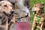 Wrocław: Te psy i koty czekają na kochającego opiekuna, Ekostraż