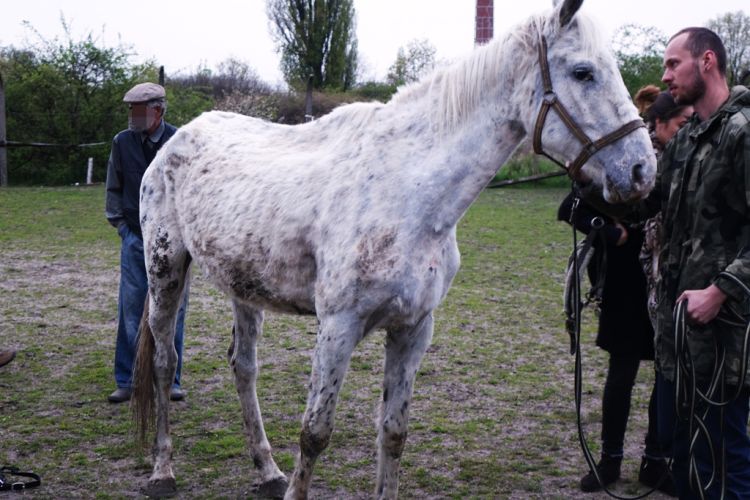 Wrocław: dramat koni przerwany! Te warunki zagrażały ich życiu [ZOBACZ ZDJĘCIA], Pogotowie dla Zwierząt