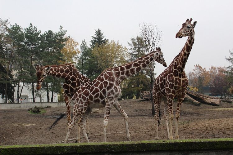 Nowa mieszkanka wrocławskiego zoo - mała żyrafka siatkowana [ZDJĘCIA], Paweł Prochowski