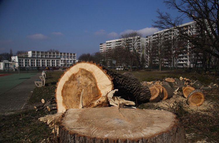 Wycinka drzew na terenie szkół. Mieszkańcy oburzeni, Magda Pasiewicz