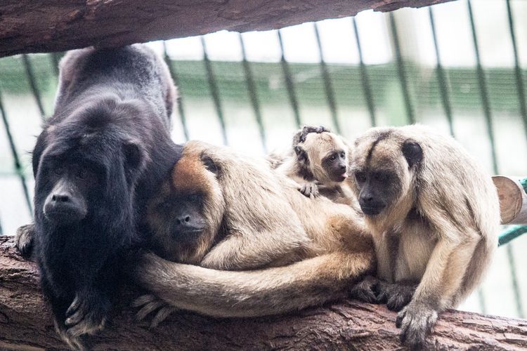 Najgłośniejsza małpa świata urodziła się we wrocławskim zoo, Magda Pasiewicz