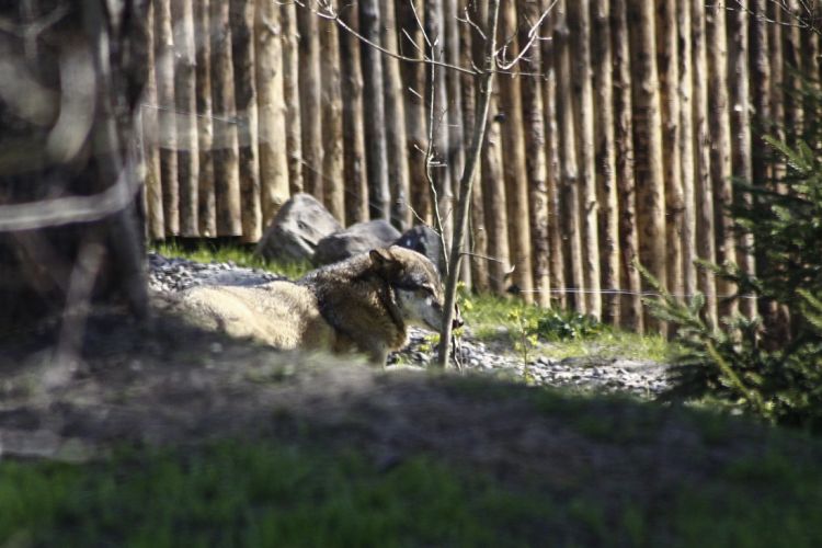 Nowy wybieg dla wilków we wrocławskim zoo, Magda Pasiewicz